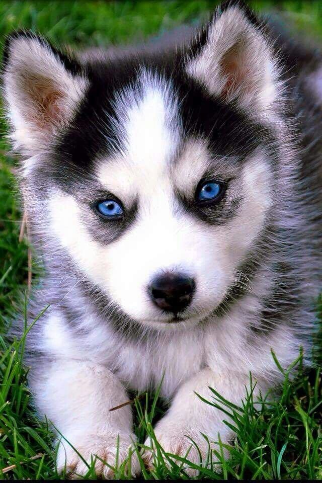 Adorable Husky Puppy for Loving Home