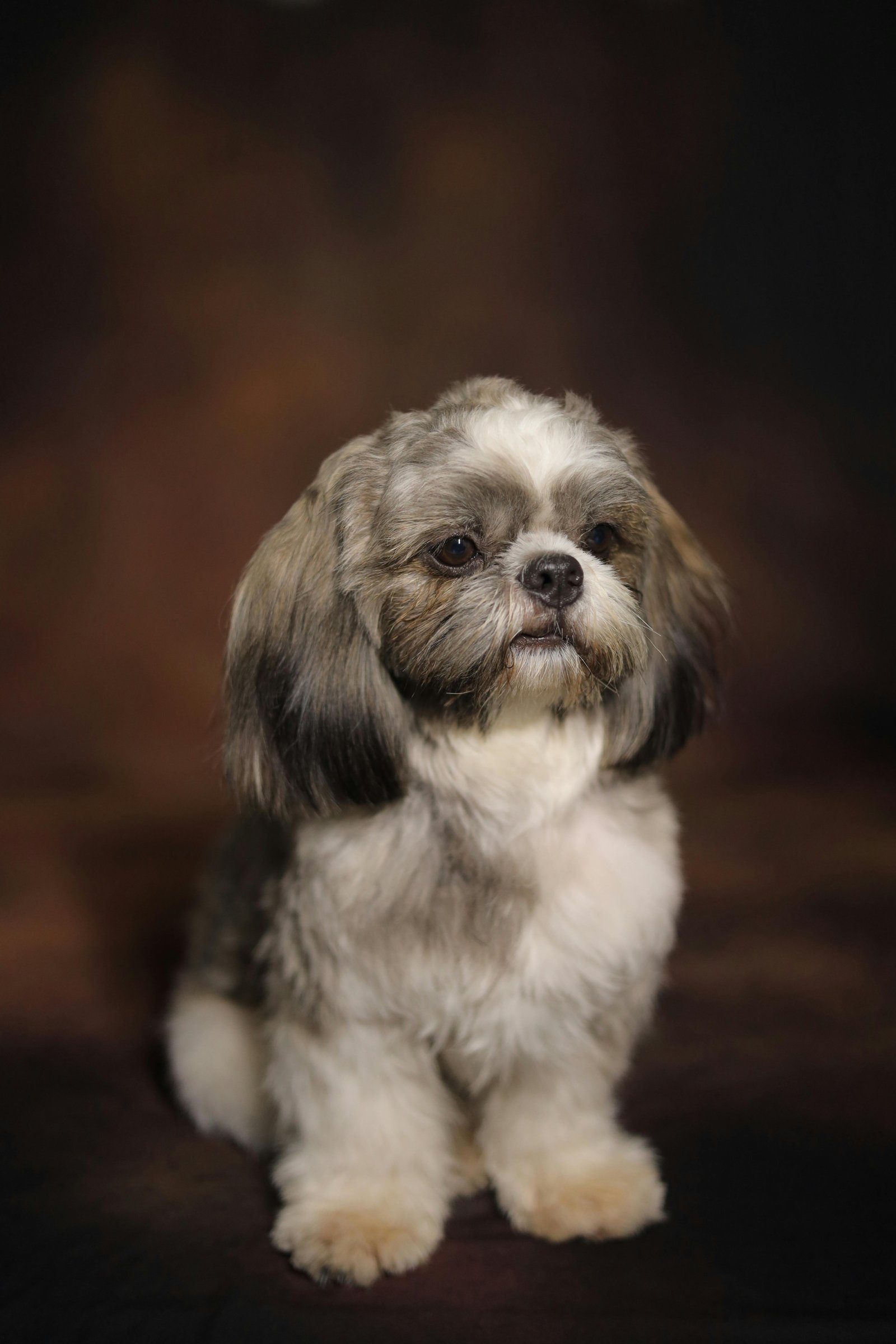 Adorable Shih Tzu Puppy for Your Family