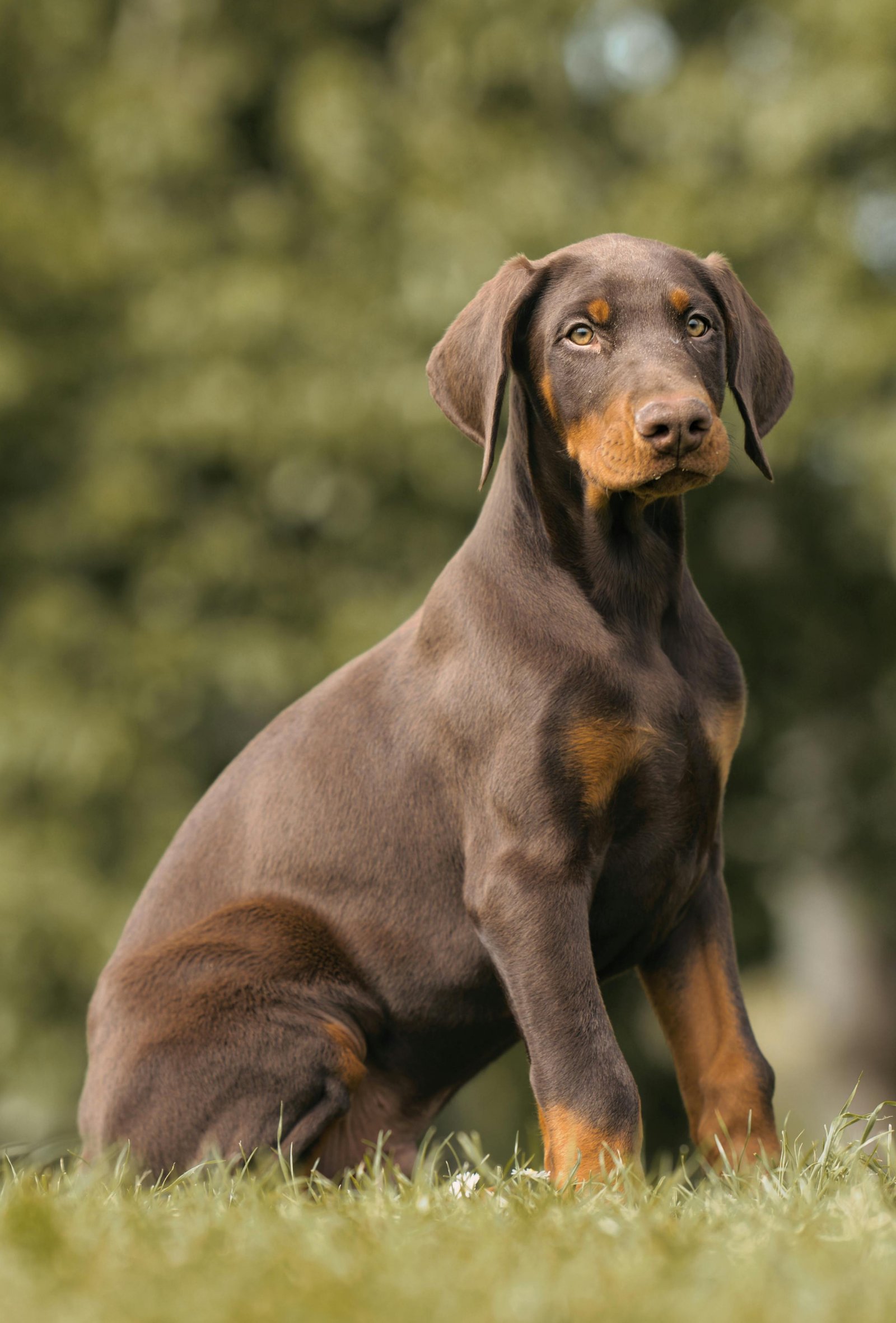 Adorable Doberman Puppy for Loving Home