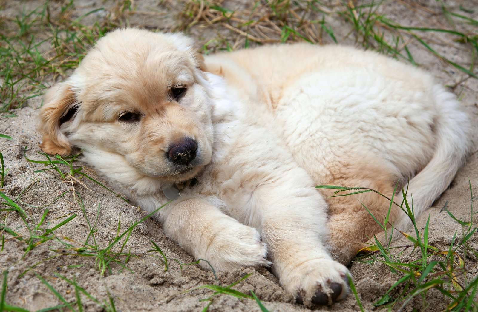 Adorable Golden Retriever Puppy for You