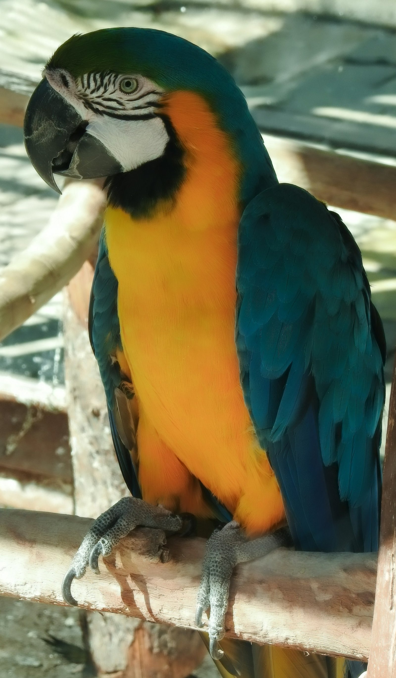 Vibrant Blue and Gold Macaw Parrot