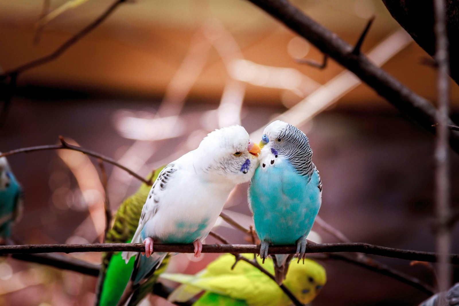 Adorable Budgies for Your Home