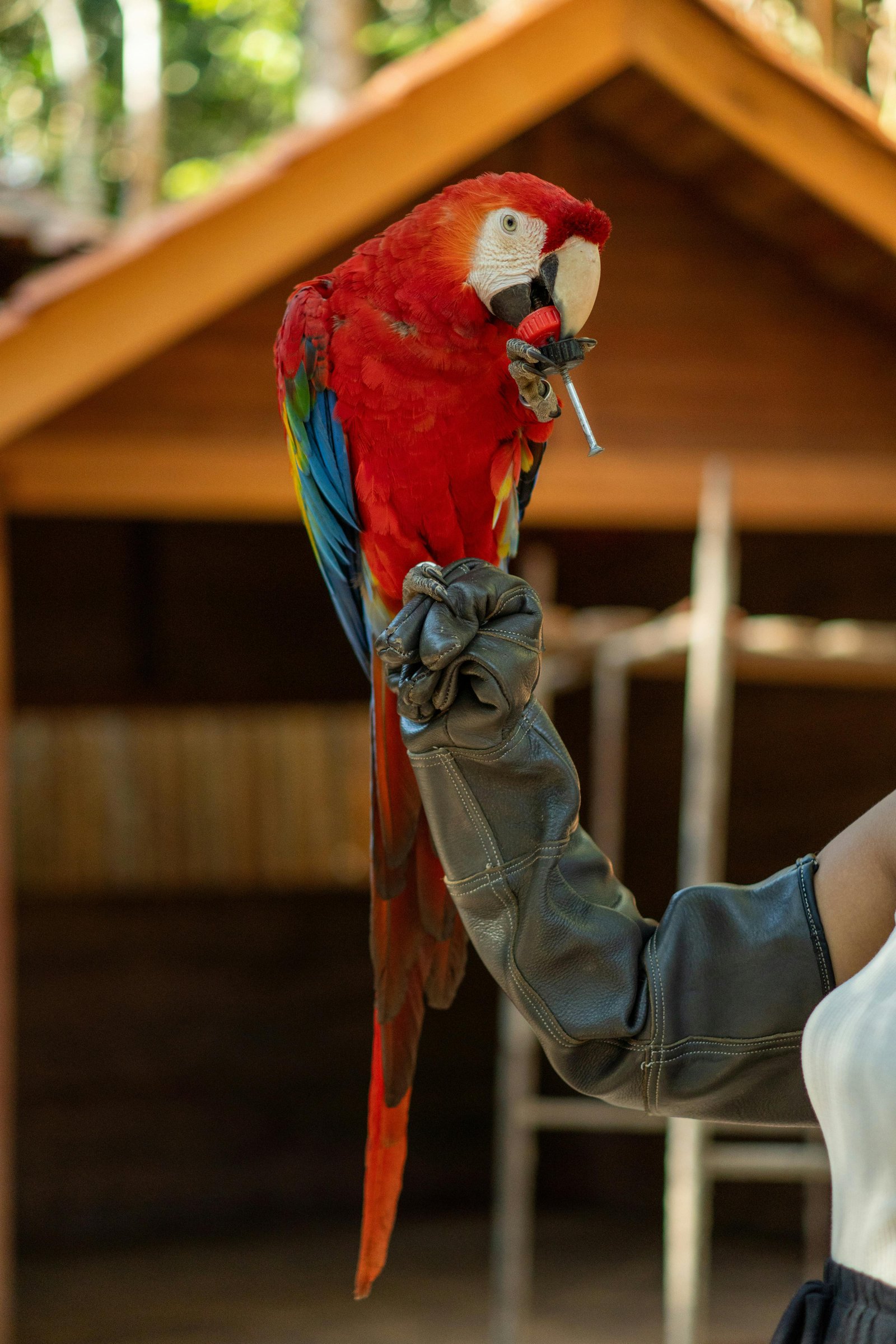 Vibrant Red Macaw Parrot for Loving Home