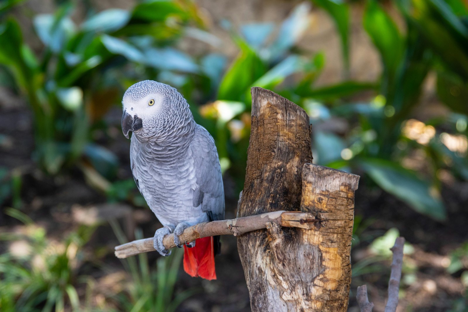 Vibrant African Grey Parrot for Loving Home