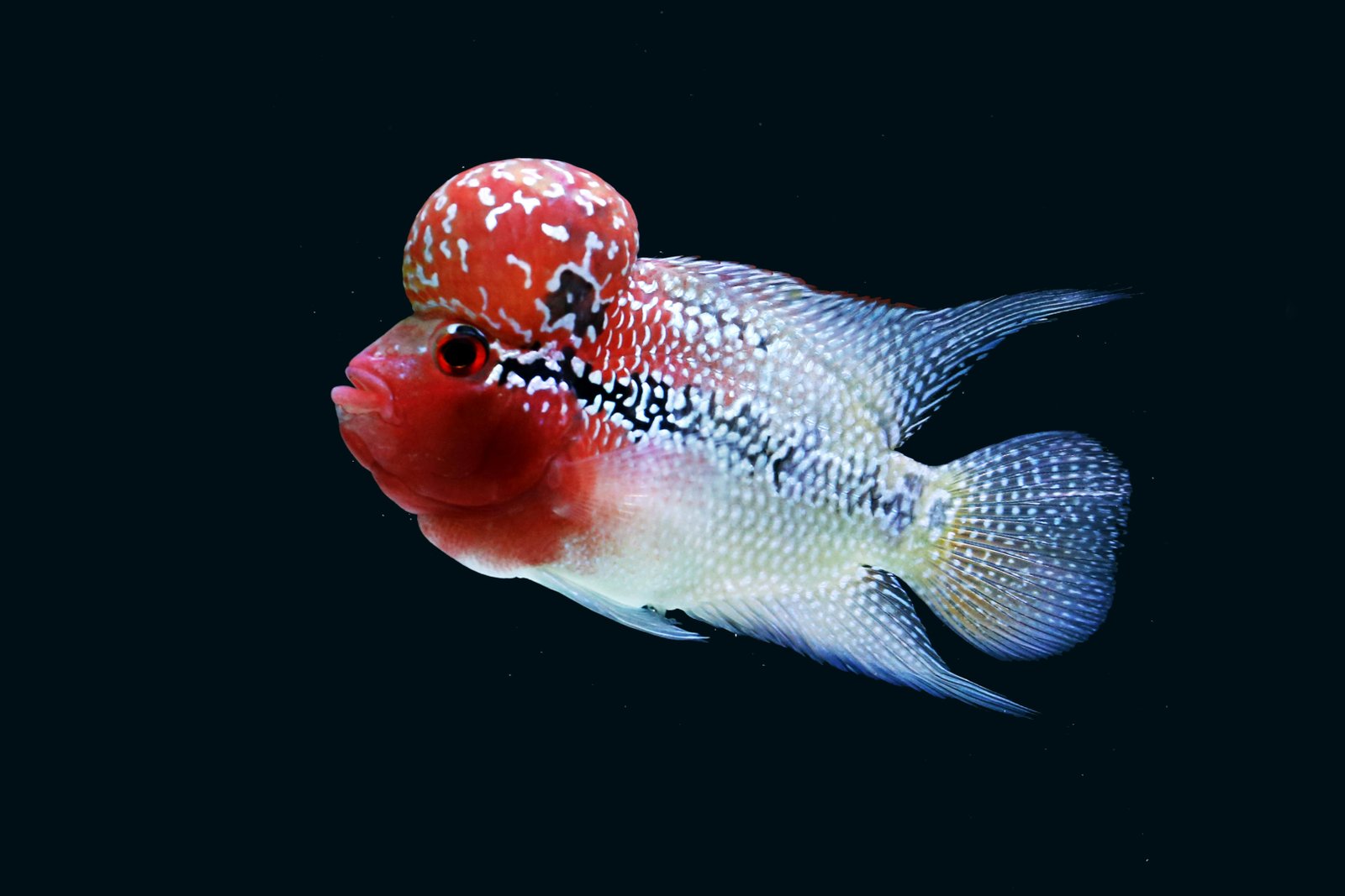 Vibrant Flowerhorn Cichlid for Your Aquarium